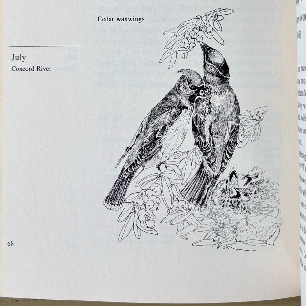 A Year with New England’s Birds A Guide to 25 Field Trips Bird New England
